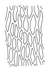 Bryum appressifolium, upper laminal cells. Drawn from A.J. Fife 4972, CHR 104083, and G.O.K. Sainsbury 916, CHR 490272. 
 Image: R.C. Wagstaff © Landcare Research 2015 